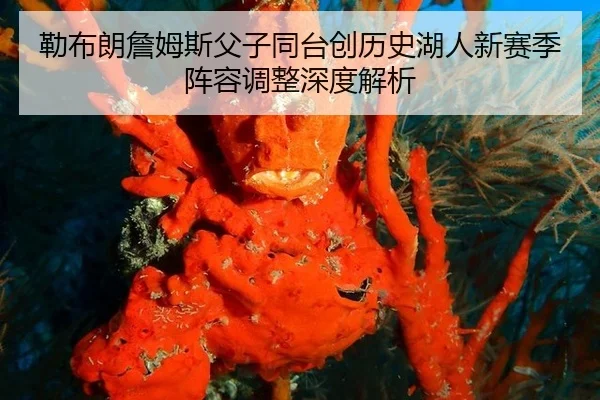 勒布朗詹姆斯父子同台创历史湖人新赛季阵容调整深度解析